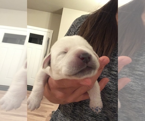 Medium Photo #21 Labrador Retriever Puppy For Sale in ESCONDIDO, CA, USA