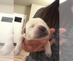 Small Photo #21 Labrador Retriever Puppy For Sale in ESCONDIDO, CA, USA