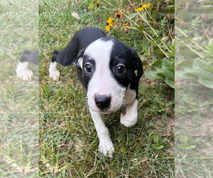 Borador Dogs for adoption in Aurora, IN, USA