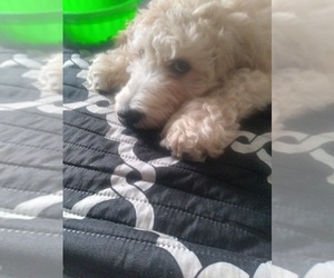 Poodle (Standard) Puppy for sale in TIFFIN, OH, USA