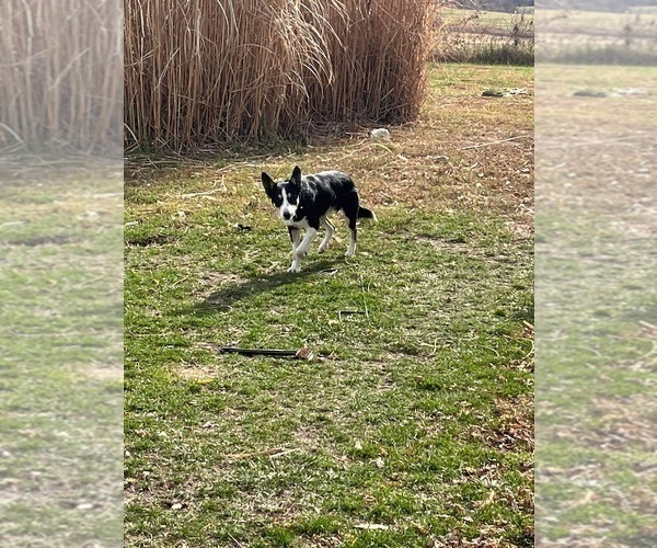Medium Photo #1 Border Collie Puppy For Sale in BLAKESBURG, IA, USA