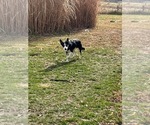 Small Photo #1 Border Collie Puppy For Sale in BLAKESBURG, IA, USA