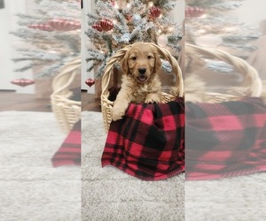 Golden Retriever Puppy for sale in MOSES LAKE, WA, USA