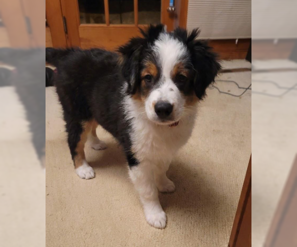 Medium Photo #2 Mutt Puppy For Sale in Brooklyn Center, MN, USA