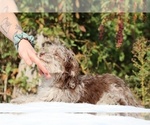 Small #32 ShihPoo
