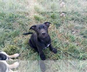 Dutch Shepherd Dog Puppy for sale in BATTLE GROUND, WA, USA