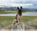 Small Photo #1 Australian Shepherd-German Shepherd Dog Mix Puppy For Sale in CRAWFORD, CO, USA