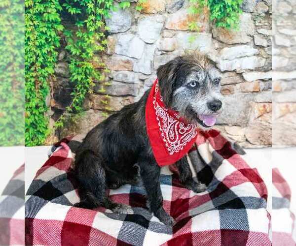 Medium Photo #4 Mutt Puppy For Sale in Kennesaw, GA, USA