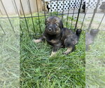 Small #5 Colonial Cocker Spaniel Mix