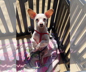 Cain - Male Chihuahua-Unknown Mix Dog for Adoption - Photo #3