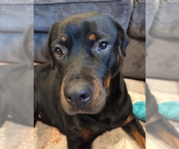 Medium Photo #10 Rottweiler Puppy For Sale in CHICAGO, IL, USA