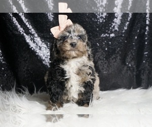 Poodle (Miniature) Puppy for sale in WARSAW, IN, USA