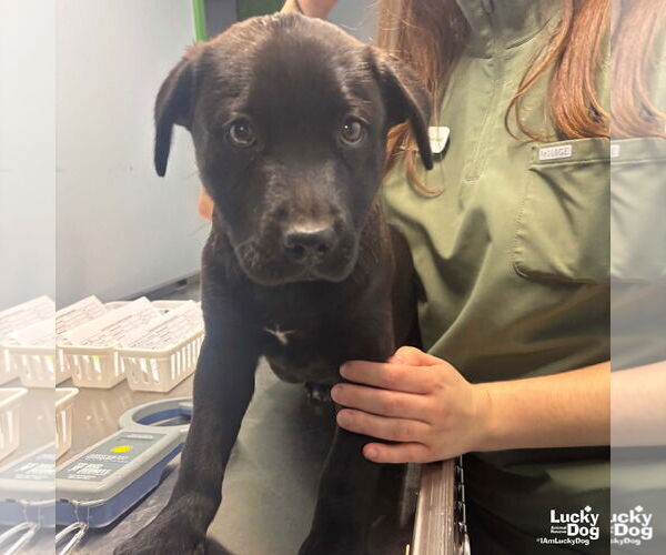 Medium Photo #1 Retriever -Unknown Mix Puppy For Sale in Washington, DC, USA