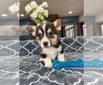 Small Photo #5 Pembroke Welsh Corgi Puppy For Sale in GREENFIELD, IN, USA
