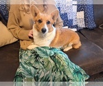 Puppy Dolly Pembroke Welsh Corgi