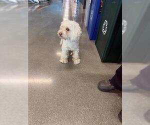 Maltipoo (Miniature) Dogs for adoption in San Martin, CA, USA