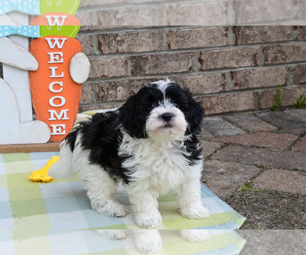 Medium Photo #7 Havapoo Puppy For Sale in GUTHRIE, KY, USA