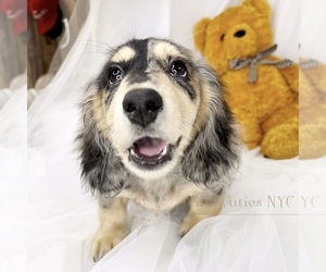 Dachshund Puppy for sale in ASTORIA, NY, USA