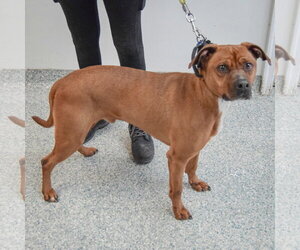 Bubba - Male Unknown-Vizsla Mix Dog for Adoption - Photo #2