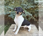 Small #4 Rat Terrier