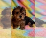 Small Photo #35 Yorkshire Terrier Puppy For Sale in AKRON, OH, USA
