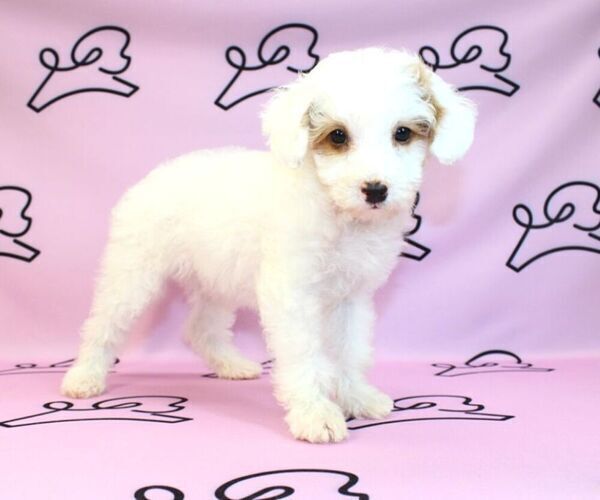Medium Photo #5 Poodle (Miniature) Puppy For Sale in LAS VEGAS, NV, USA