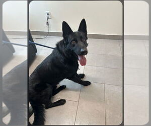 German Shepherd Dog Dogs for adoption in Winston Salem, NC, USA