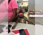 Small #1 Mastiff Mix