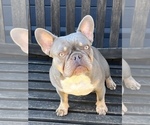 Small Photo #1 French Bulldog Puppy For Sale in EMERYVILLE, CA, USA
