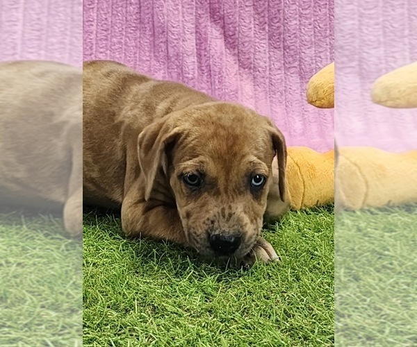 Medium Photo #7 Catahoula Leopard Dog Puppy For Sale in CUMBY, TX, USA