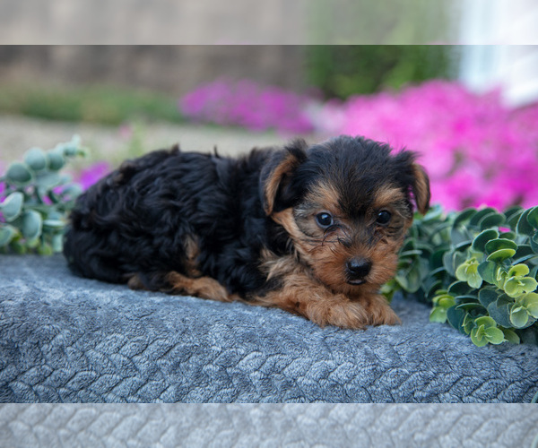Medium Photo #13 YorkiePoo Puppy For Sale in FRESNO, OH, USA