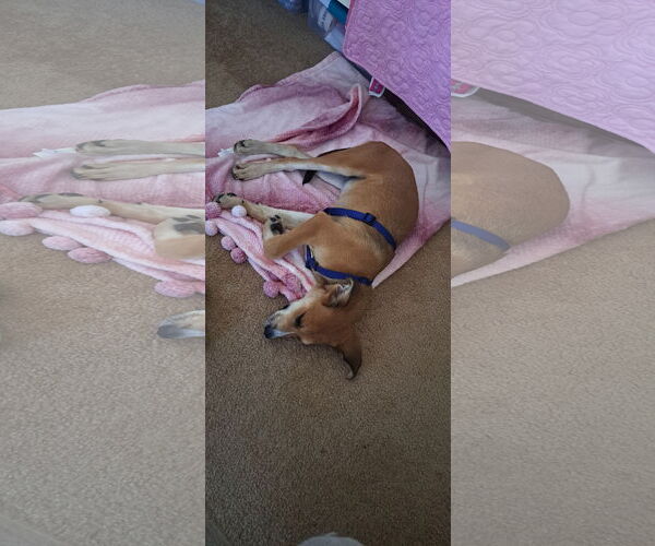 Medium Photo #3 Labrador Retriever-Unknown Mix Puppy For Sale in Plainfield, IL, USA