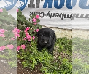 Labrador Retriever Puppy for sale in BLACK RIVER FALLS, WI, USA
