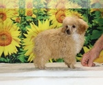 Pretzel - Male Poodle (Toy) Puppy for Sale - Photo #8