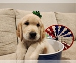 Small #18 English Cream Golden Retriever