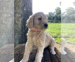Puppy Puppy 5 Goldendoodle