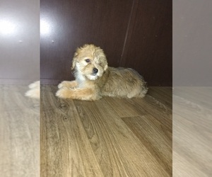 Maltese Puppy for sale in LAPEER, MI, USA