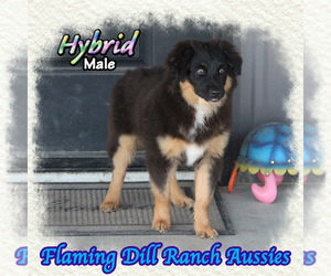 Miniature Australian Shepherd Puppy for sale in FORESTBURG, TX, USA
