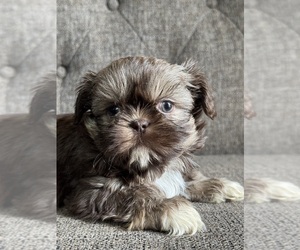 Shih Tzu Puppy for sale in INDIO, CA, USA