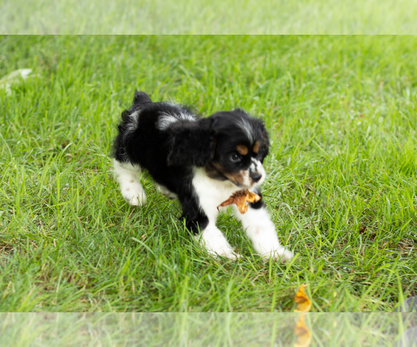 Medium Photo #7 Cocker Spaniel Puppy For Sale in NAPPANEE, IN, USA
