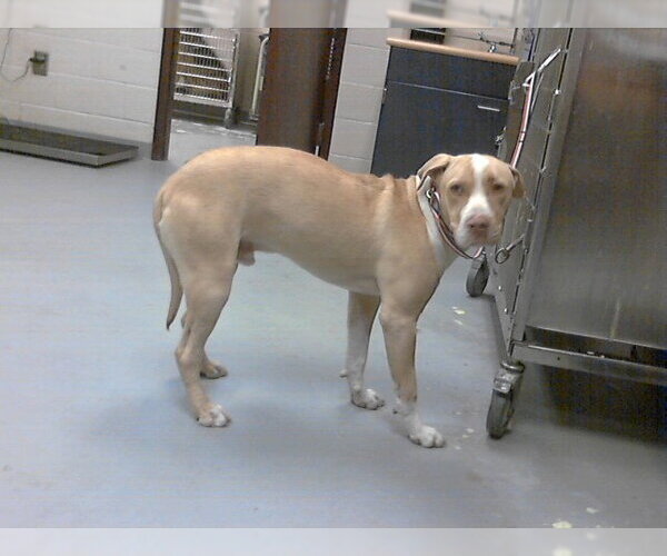 Medium Photo #1 Mutt Puppy For Sale in Fayetteville, NC, USA