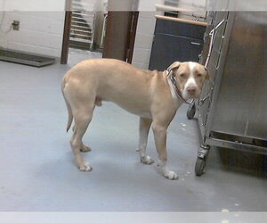 Mutt Dogs for adoption in Fayetteville, NC, USA