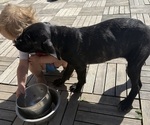 Puppy Dolly Cane Corso