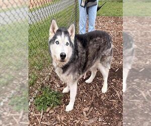 Alaskan Malamute-Unknown Mix Dogs for adoption in Waterford, VA, USA