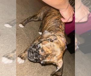 Boxer Puppy for sale in BUTLER, PA, USA