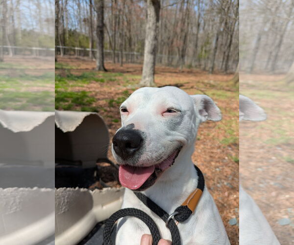 Medium Photo #1 Mutt Puppy For Sale in Albemarle, NC, USA