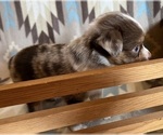 Small #1 Miniature Australian Shepherd