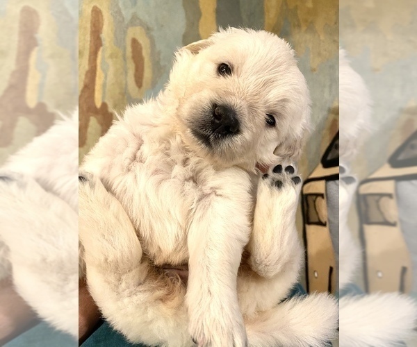 Medium Photo #12 English Cream Golden Retriever Puppy For Sale in HOCKLEY, TX, USA