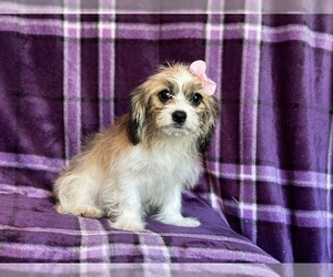 Zuchon Puppy for sale in LAKELAND, FL, USA