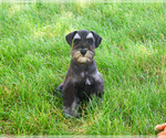 Small #6 Schnauzer (Miniature)